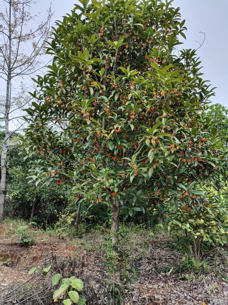 自然冠桂花树