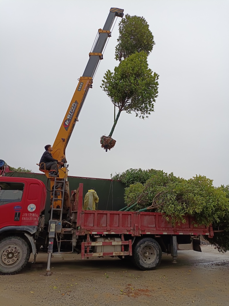 自然冠桂花树