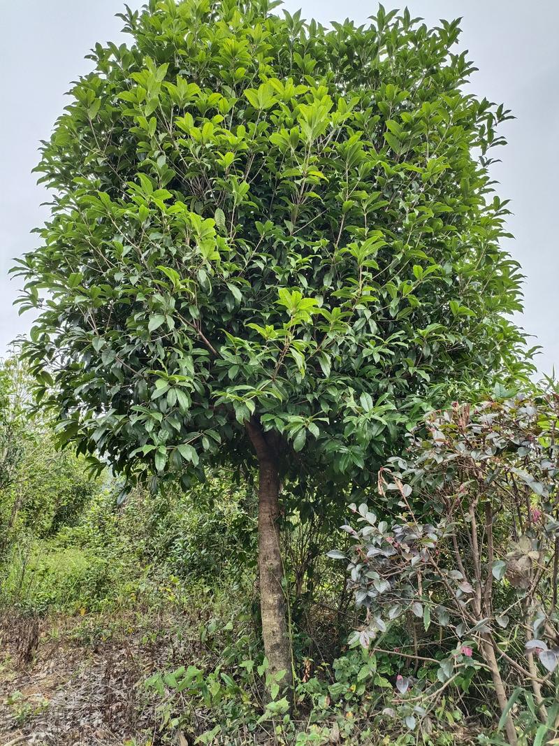 自然冠桂花树
