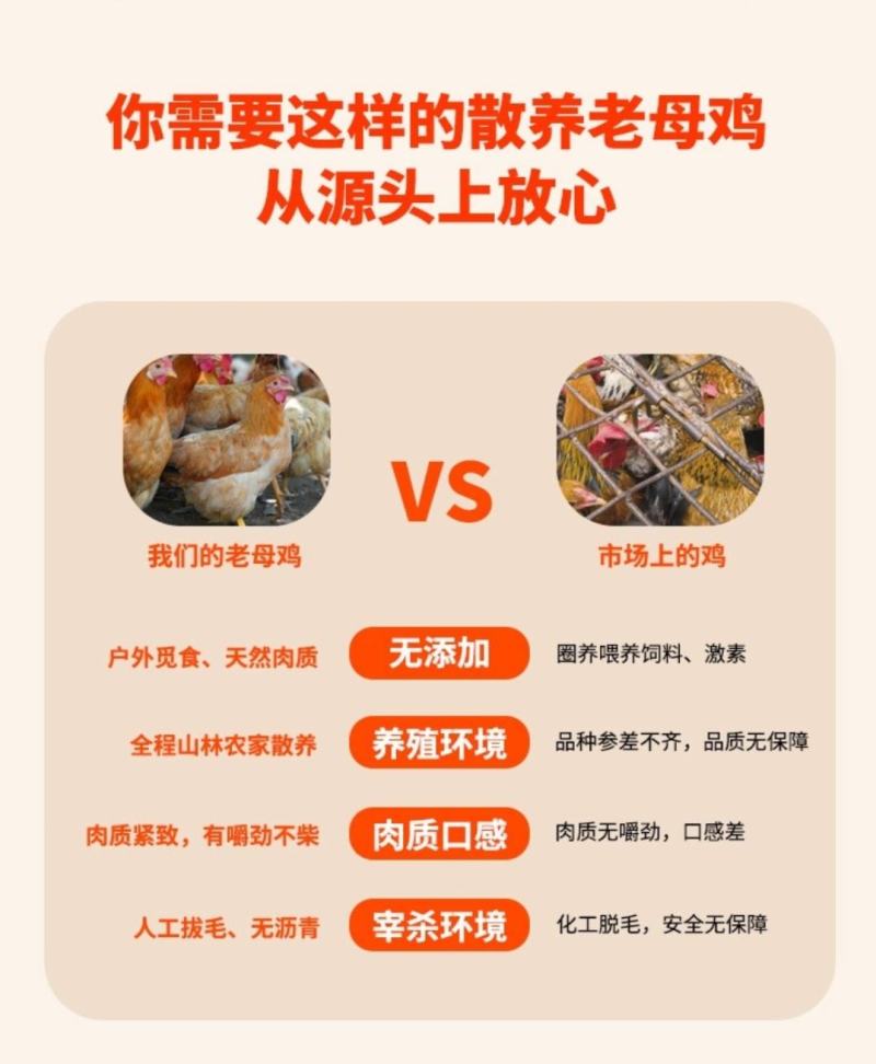 老母鸡，生态养殖老母鸡，产地货源，欢迎来电咨询洽谈合作