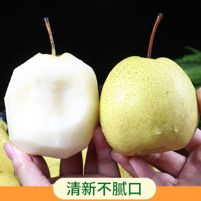 山西产地供货的蜂蜜贡梨，个大味甜！欢迎各大客商电联骚扰！