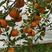 【精品推荐】明日见柑橘产地一手货源量大从优对接全国