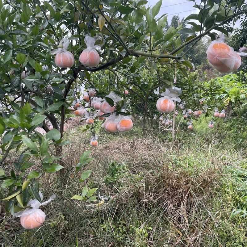 【精品推荐】明日见柑橘产地一手货源量大从优对接全国