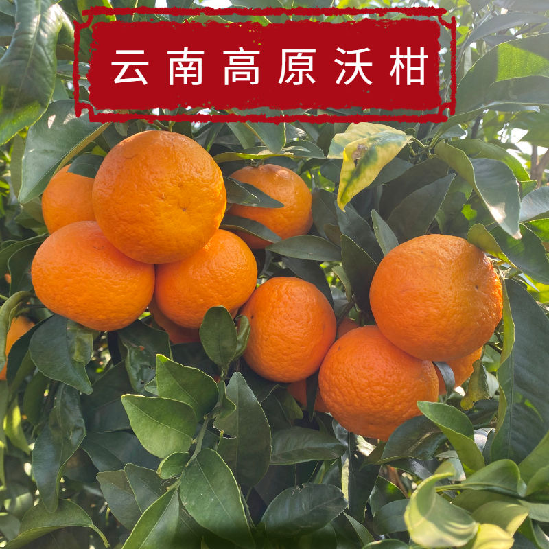 【柑桔】云南沃柑大量供应现摘现发皮薄多汁品质保证