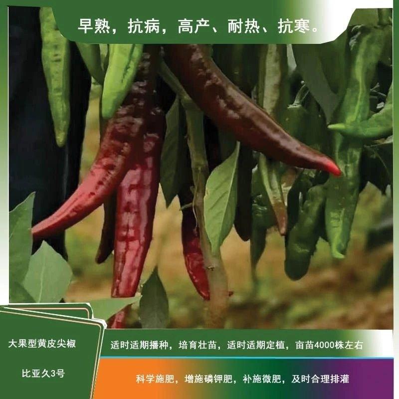 比亚久3号牛角椒种子早熟耐热耐寒春秋栽培大果羊角椒