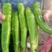 比亚久3号牛角椒种子早熟耐热耐寒春秋栽培大果羊角椒