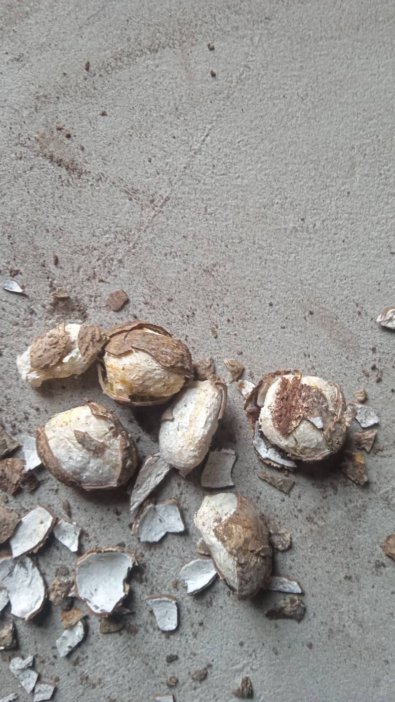 桐油自产自销产地货源可视频看货量大可谈价欢迎联系