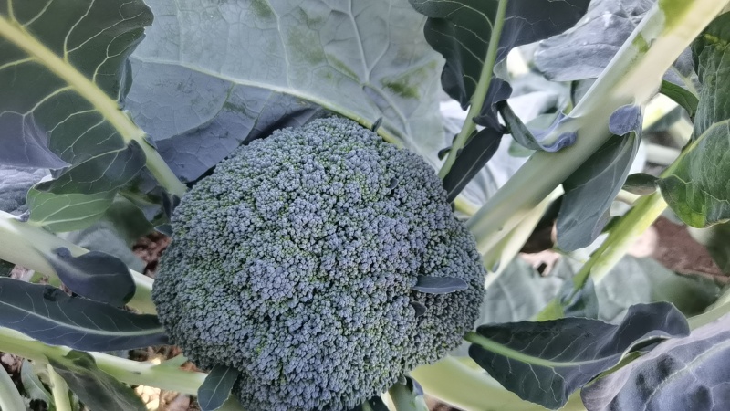 耐寒高品质西兰花