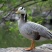 观赏斑头雁多少钱一只！养殖斑头雁价格！