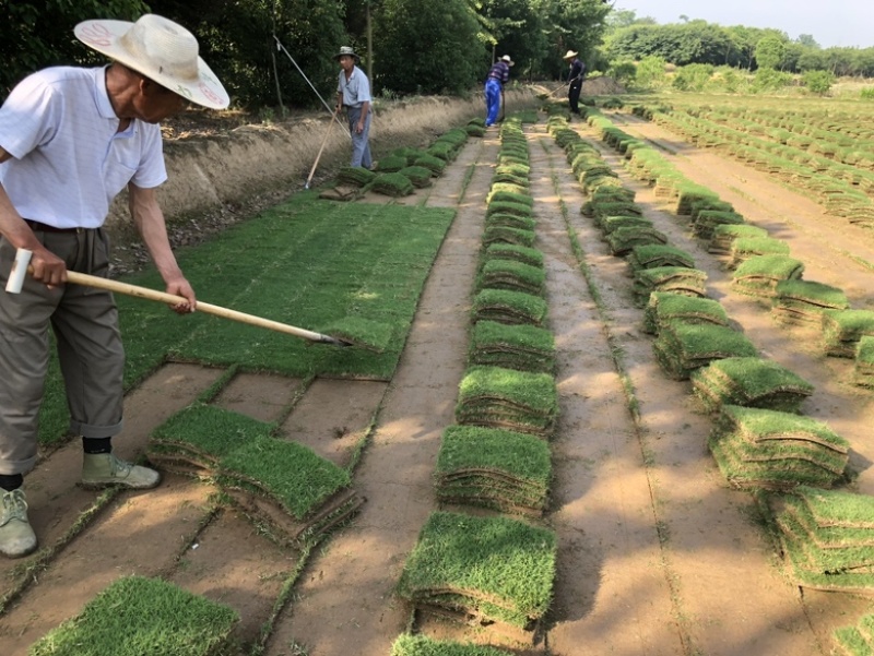 百慕大草坪