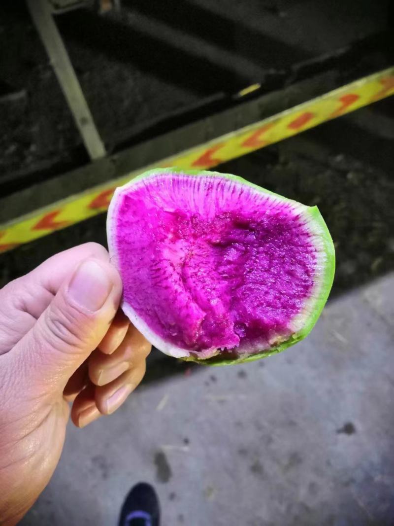 满堂红心里美萝卜大量供应不康心不花心质量有保