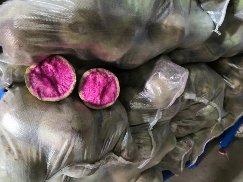 满堂红心里美萝卜大量供应不康心不花心质量有保