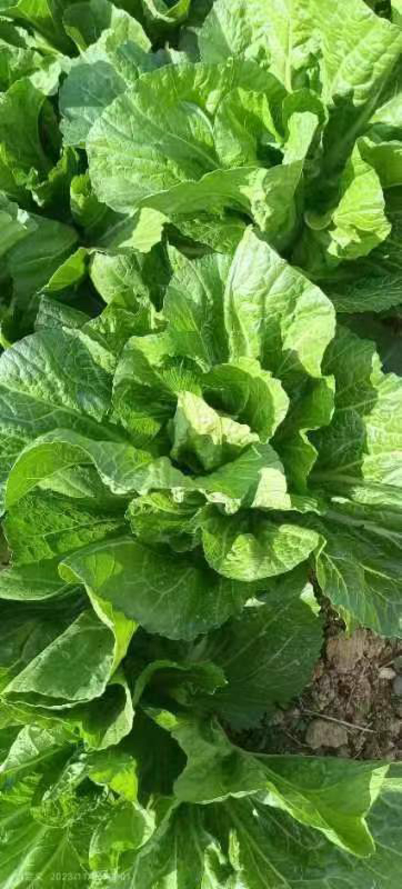 云南昆明嵩明县芥菜价格便宜了质量保证量大从优全国接单常年供货