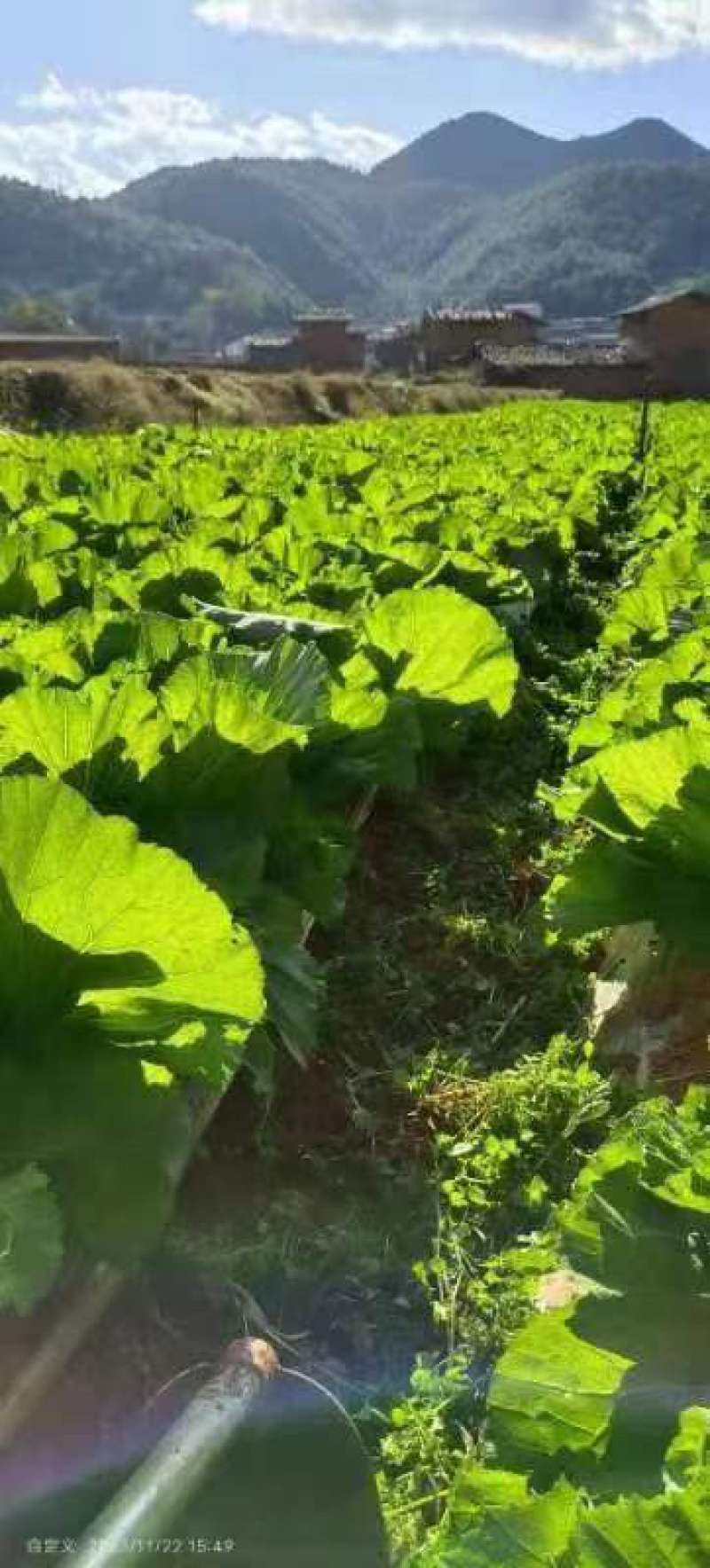 云南昆明嵩明县芥菜价格便宜了质量保证量大从优全国接单常年供货