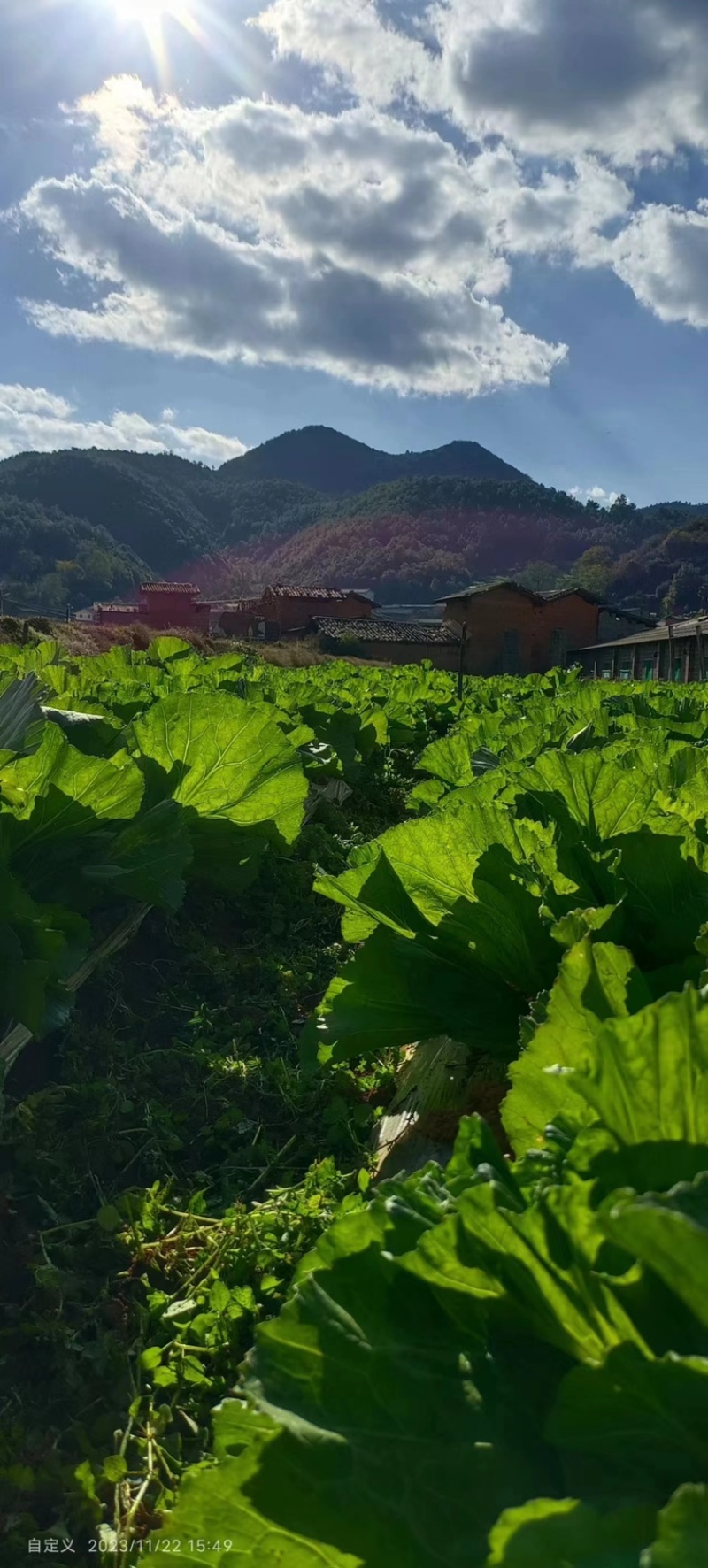 云南昆明嵩明县芥菜价格便宜了质量保证量大从优全国接单常年供货