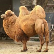 骑乘骆驼价格！观赏骆驼大量出售！驯养骆驼多少钱！