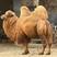 骑乘骆驼价格优惠！观赏骆驼大量出售！驯养骆驼多少钱！