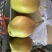 红香酥梨精品货源价格美丽直发货欢迎致电