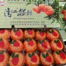 清江椪柑大量上市一手货源品质保证可电商市场社区团