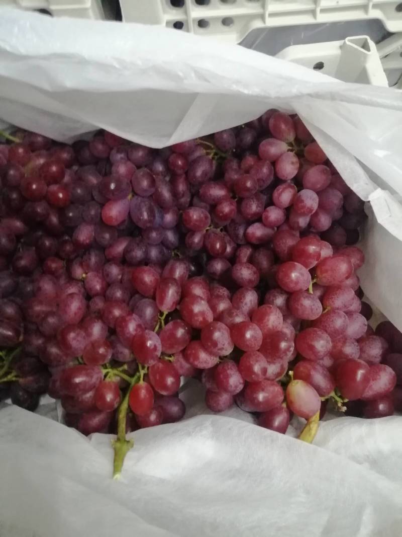运城克伦生葡萄大量上市产地直发货源充足质量保证欢迎订购