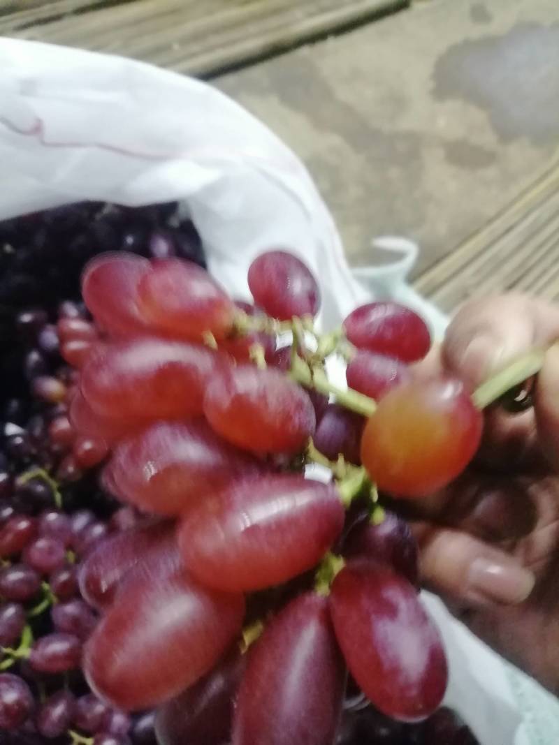 运城克伦生葡萄大量上市产地直发货源充足质量保证欢迎订购