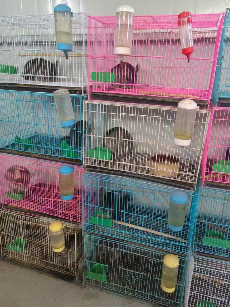 宠物龙猫大量出售！观赏龙猫价格优惠！