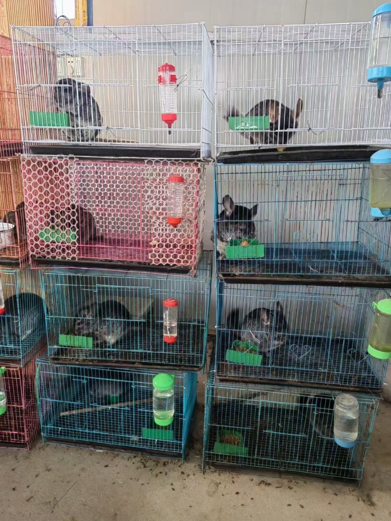 宠物龙猫大量出售！观赏龙猫价格优惠！