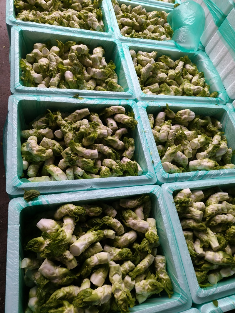儿菜，基地直销，大小匀称，质量保证，按需分拣。