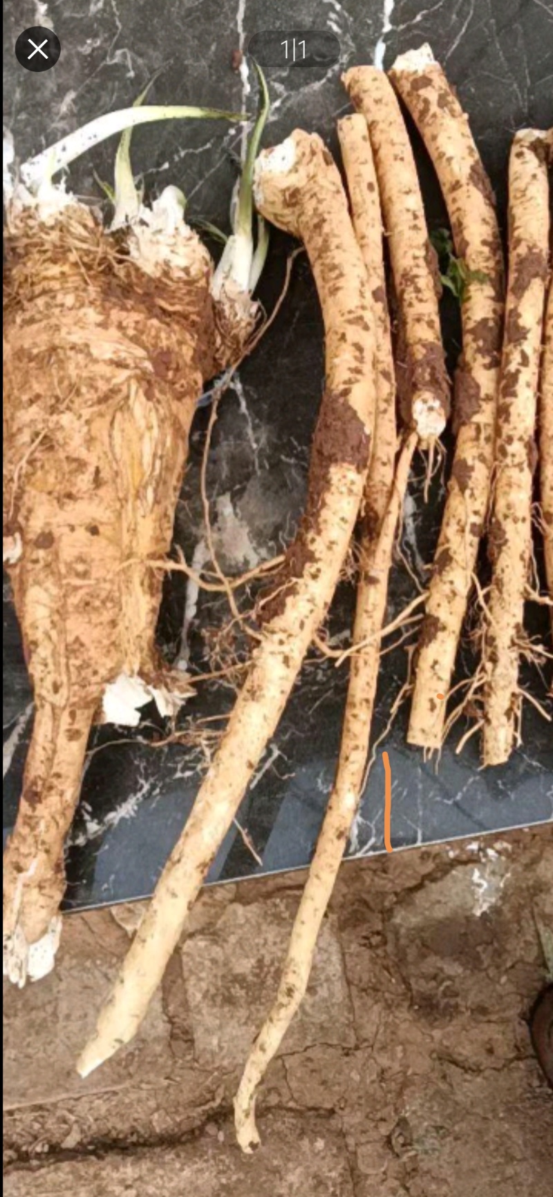 辣根