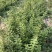 优质连翘苗山地育苗产地直销货源充足量大从优