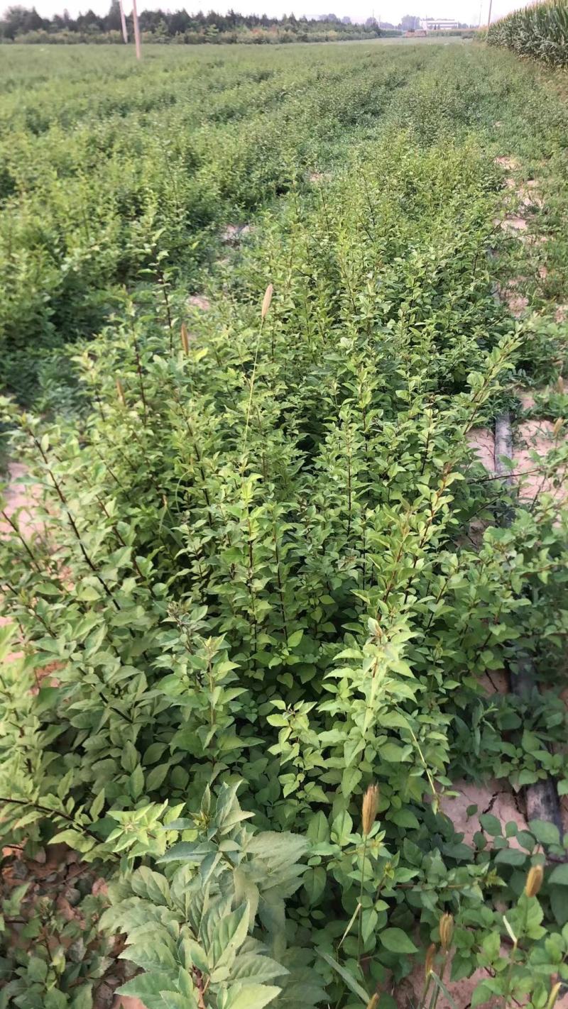 优质连翘苗山地育苗产地直销货源充足量大从优