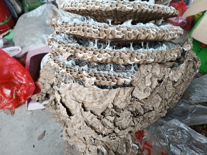 大峰(窝)又称人头蜂窝深山釆摘3斤起批入药产地直发