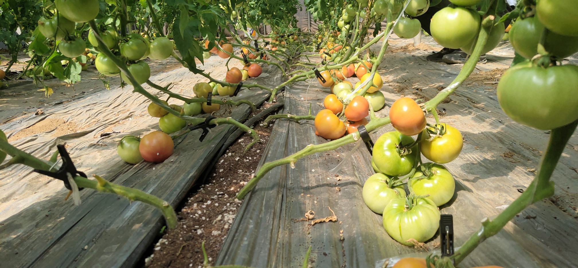 一位农民正在阳光下的温室中手工采摘成熟的千禧圣女果 采摘中的千禧圣女果