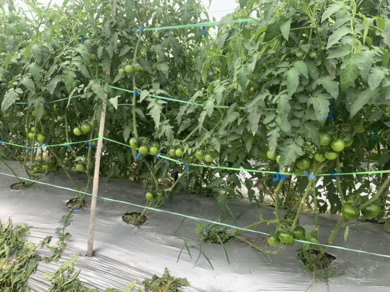 草莓番茄，草莓西红柿，铁皮柿子，糖度8以上
