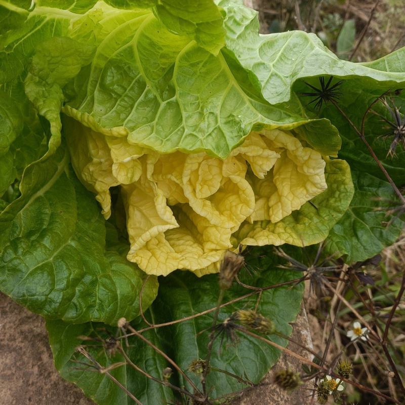 【黄心白菜】大量上市产地直发质量保证一手货源对接商超