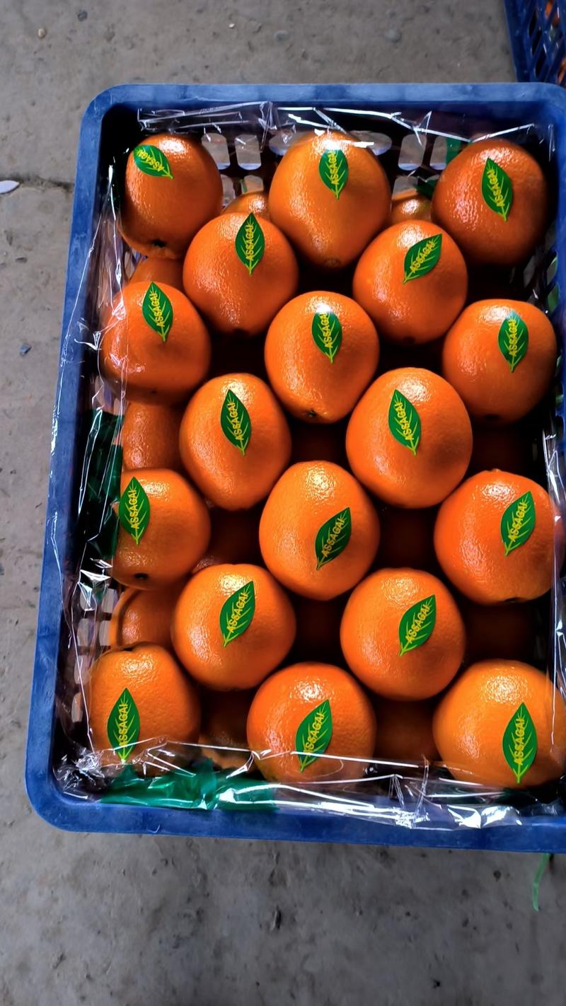湖北脐橙（纽荷尔长虹果冻橙）大量有货…