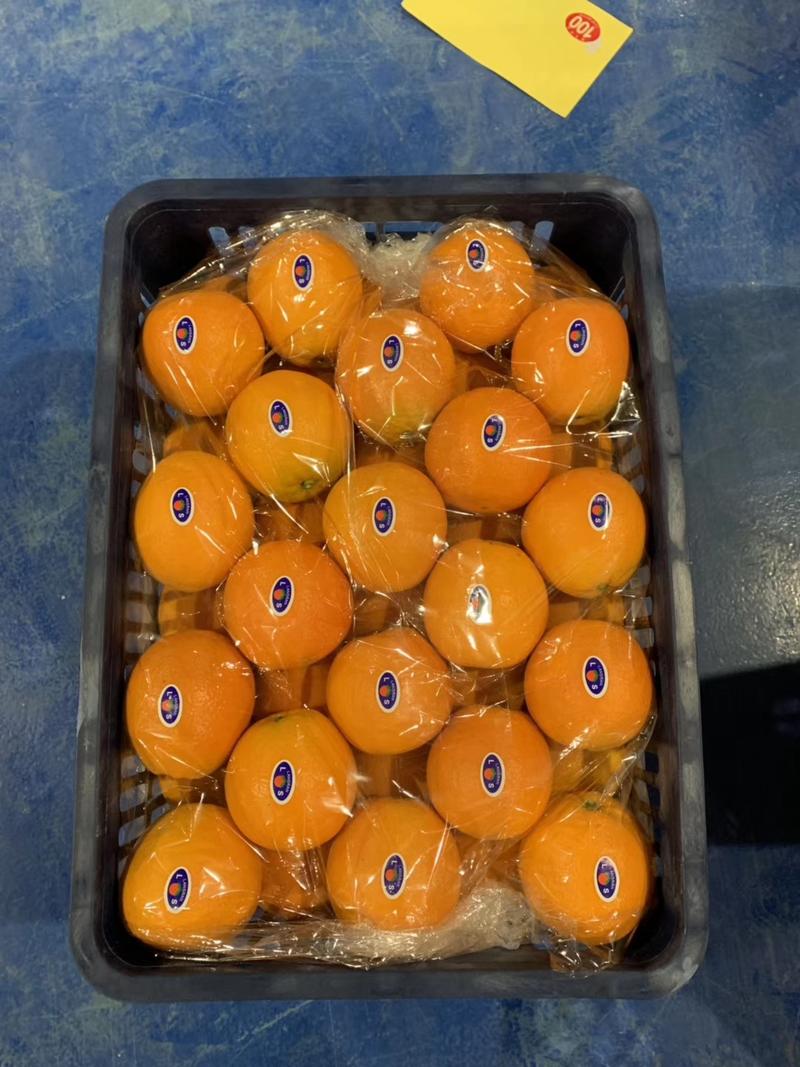 湖北脐橙（纽荷尔长虹果冻橙）大量有货…