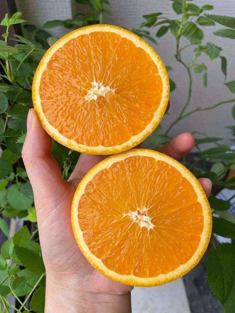 （四川）四川精品脐橙，无公害鲜果，现摘现发，诚信保证。