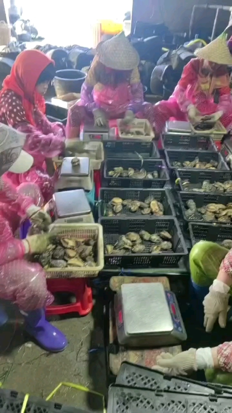 特价，活冻30-40头左右小鲍鱼，真空包装一斤装10斤批