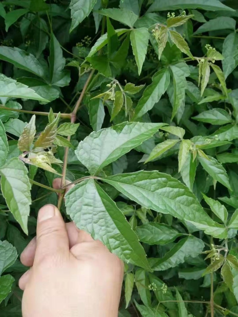 绿葡萄，又名蛇葡萄根皮