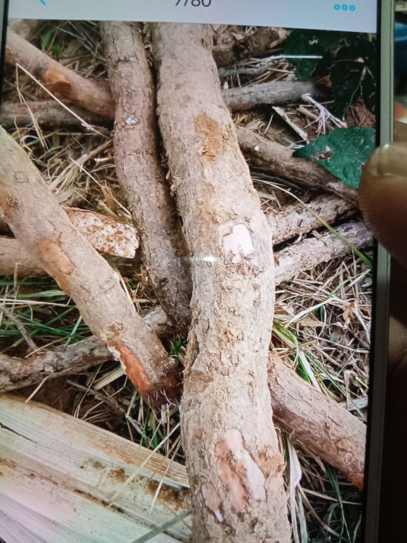 绿葡萄，又名蛇葡萄根皮