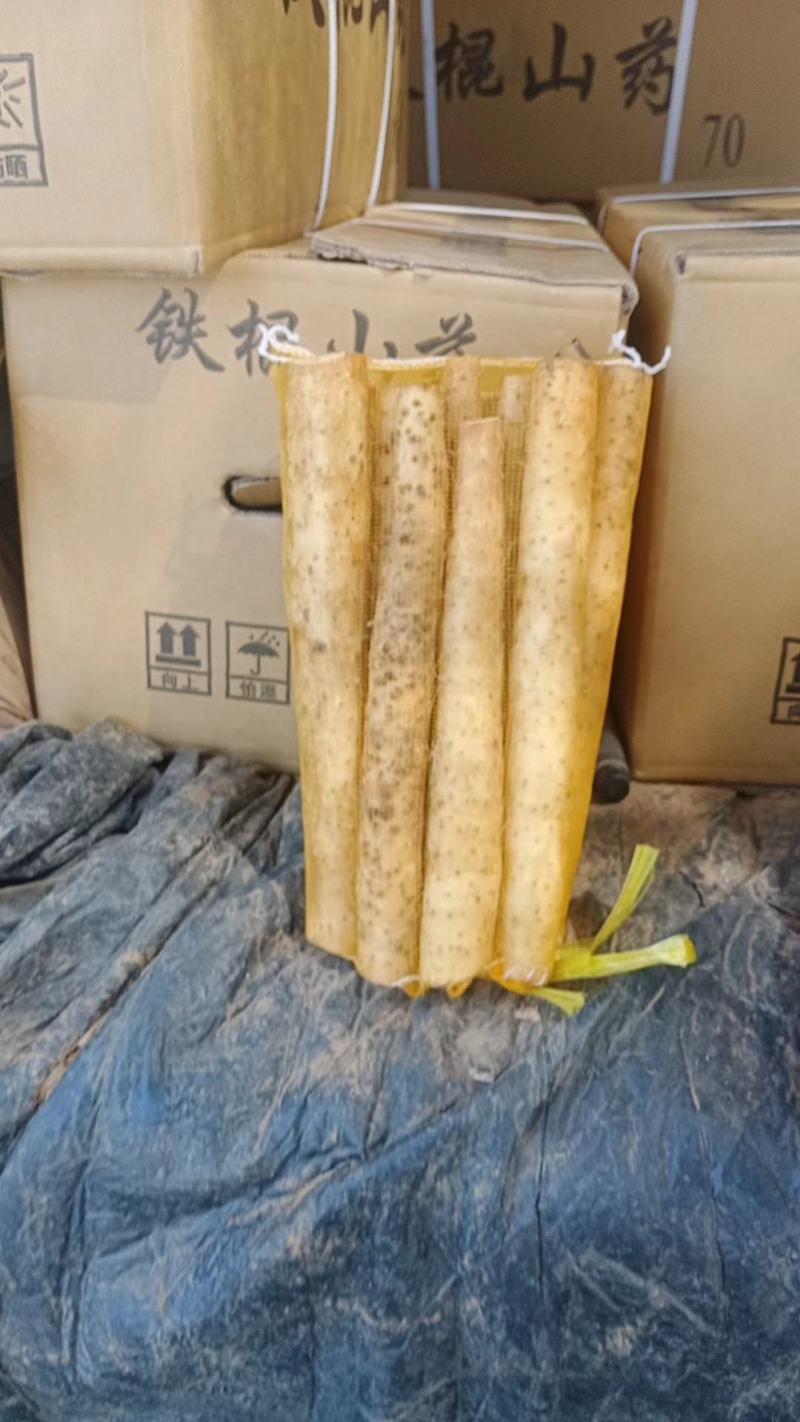 小白嘴山药大量上市量大从优欢迎咨询