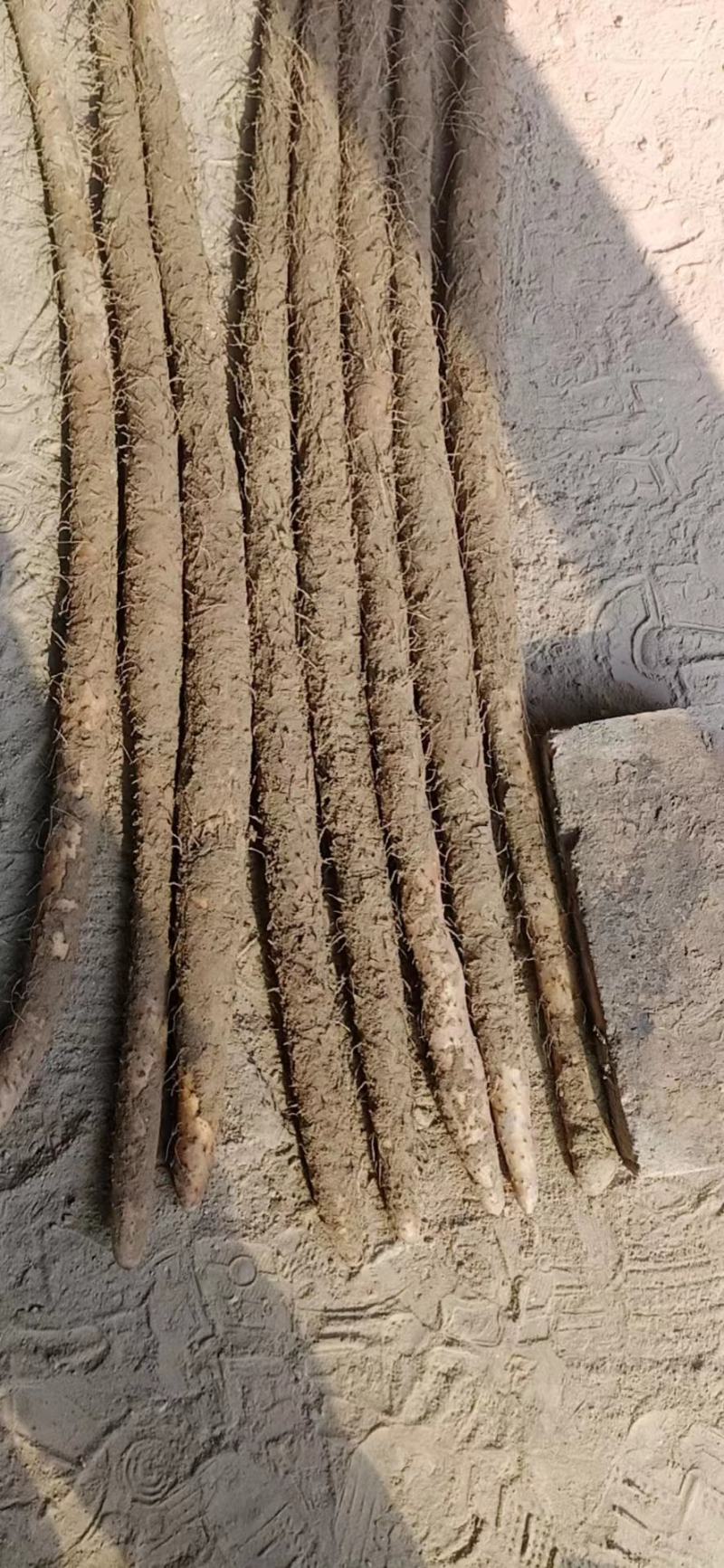 小白嘴山药大量上市量大从优欢迎咨询