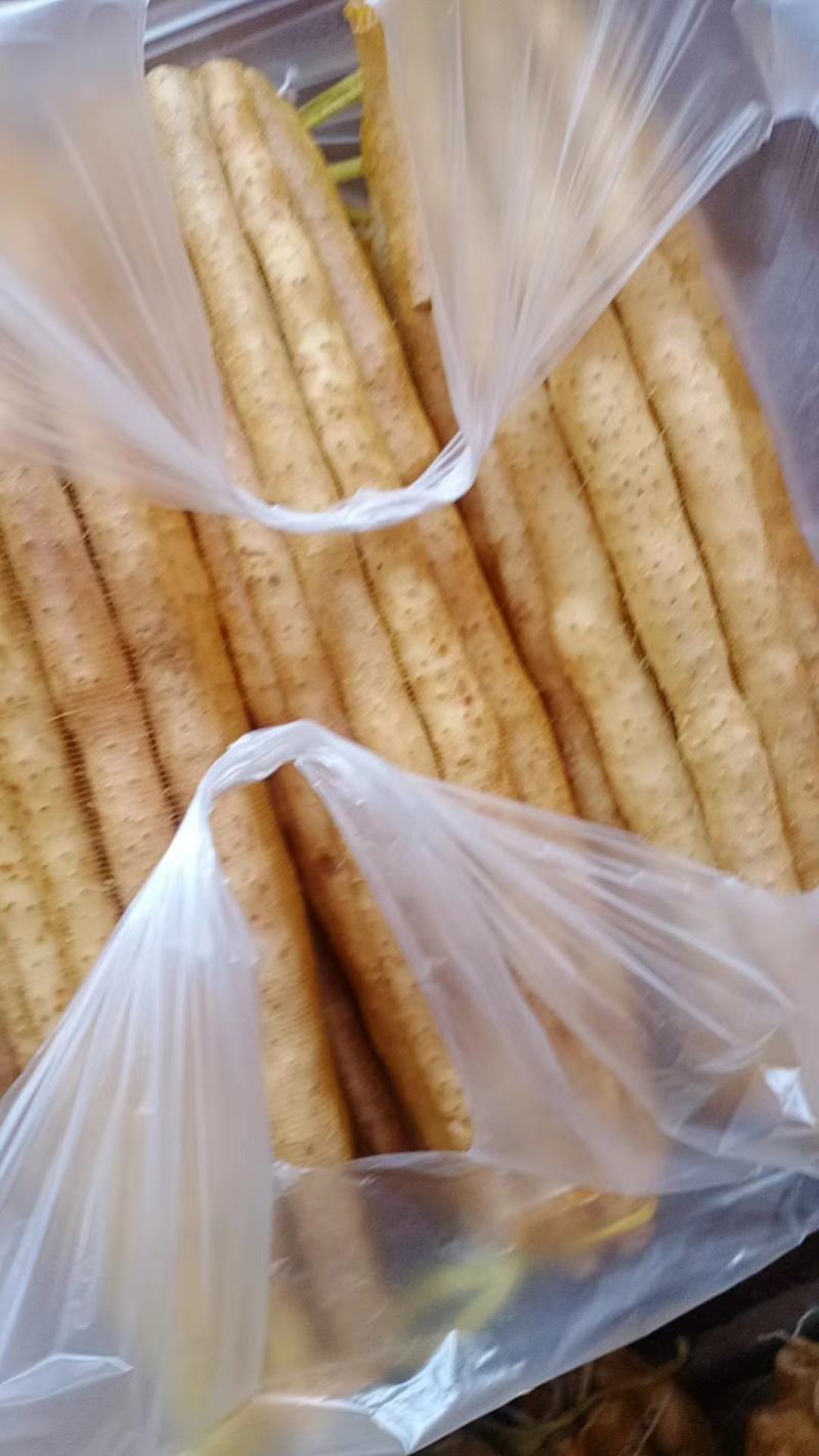 小白嘴山药大量上市量大从优欢迎咨询
