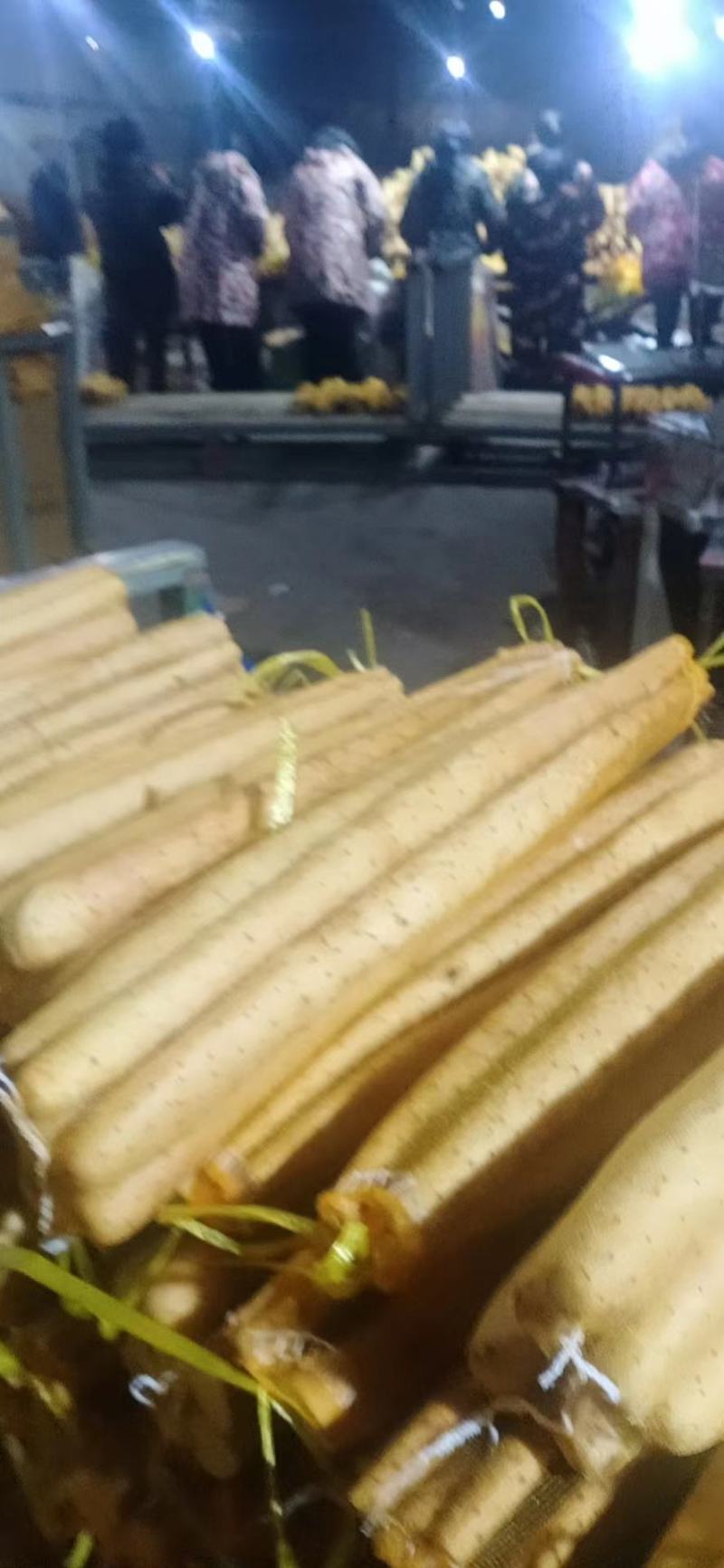 小白嘴山药大量上市量大从优欢迎咨询