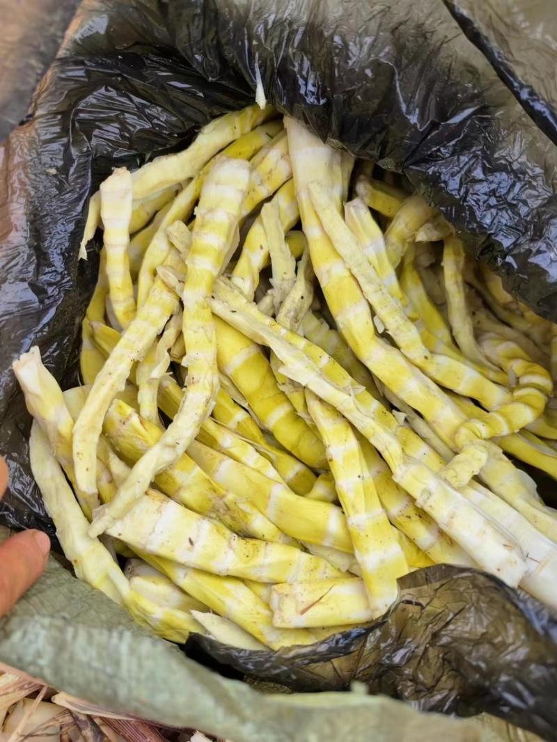方竹笋原材料