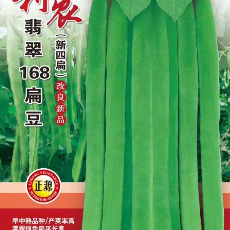 四季豆种子利农翡翠168新四扁早中熟荚又宽又长结荚密