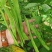 四季豆种子利农翡翠168新四扁早中熟荚又宽又长结荚密