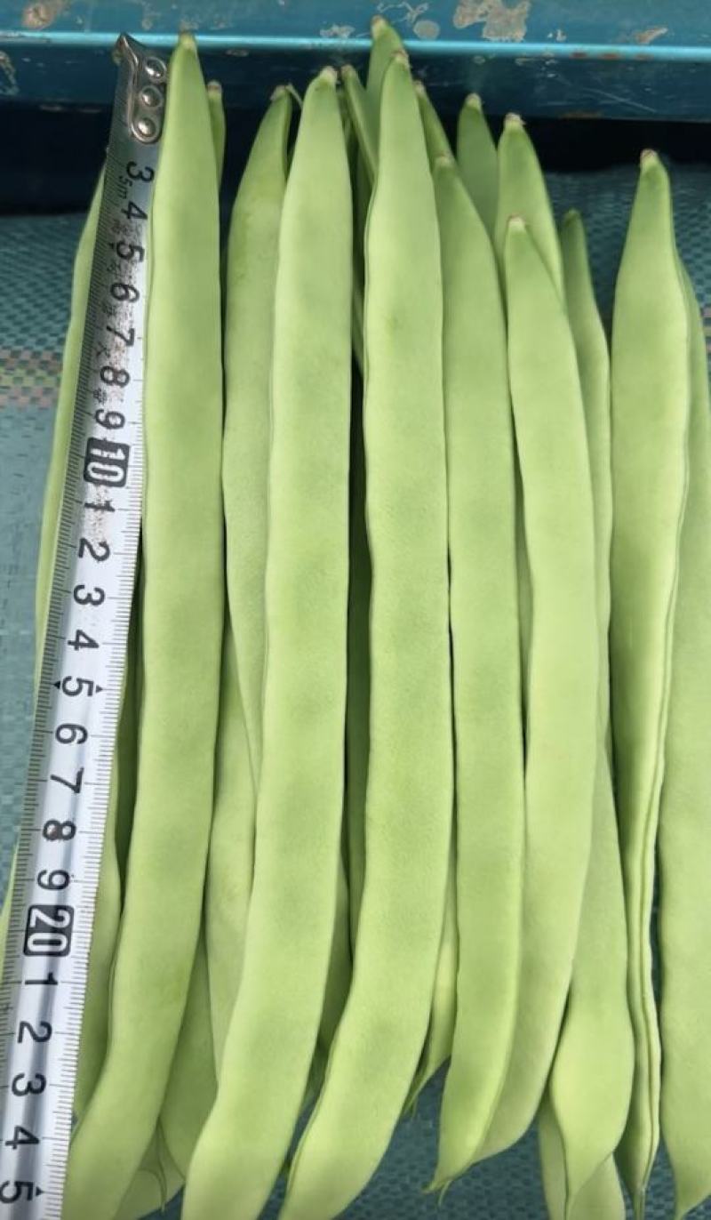 四季豆种子利农翡翠168新四扁早中熟荚又宽又长结荚密