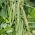 四季豆种子利农翡翠168新四扁早中熟荚又宽又长结荚密